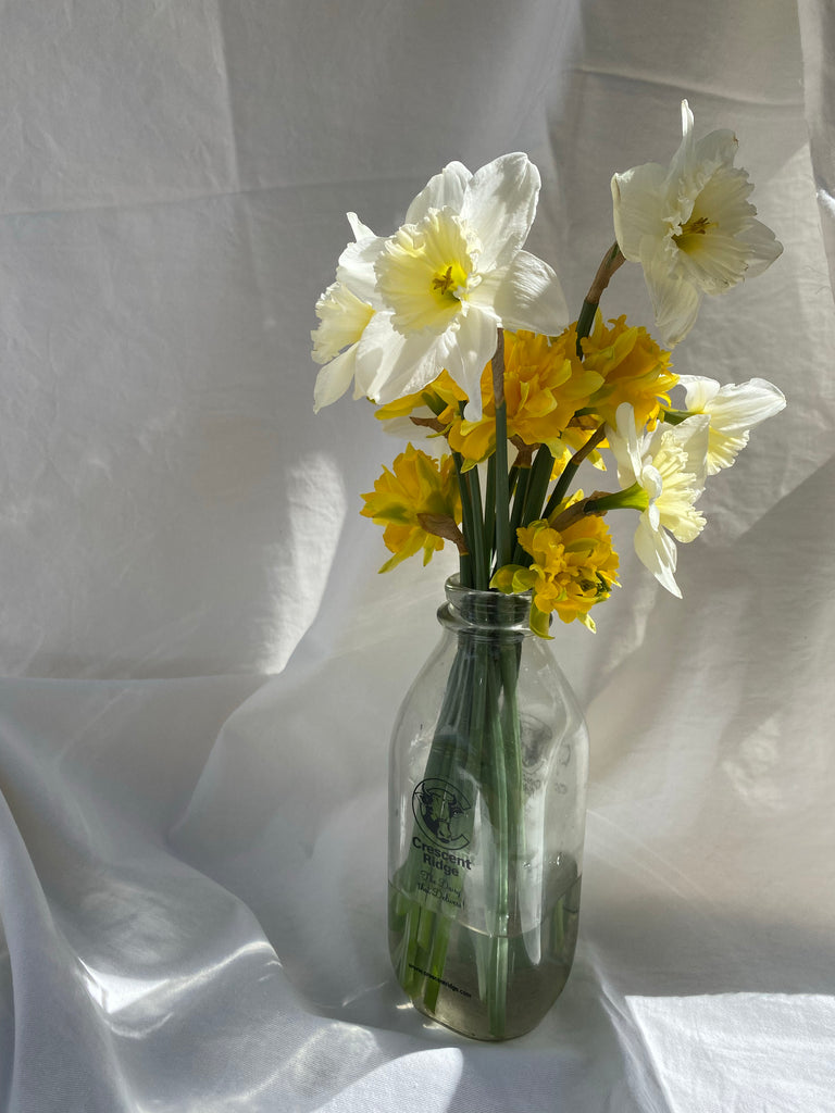 Spring Cleaning Daffodils
